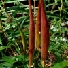 Asclepias tuberosa -- Knollige Seidenpflanze